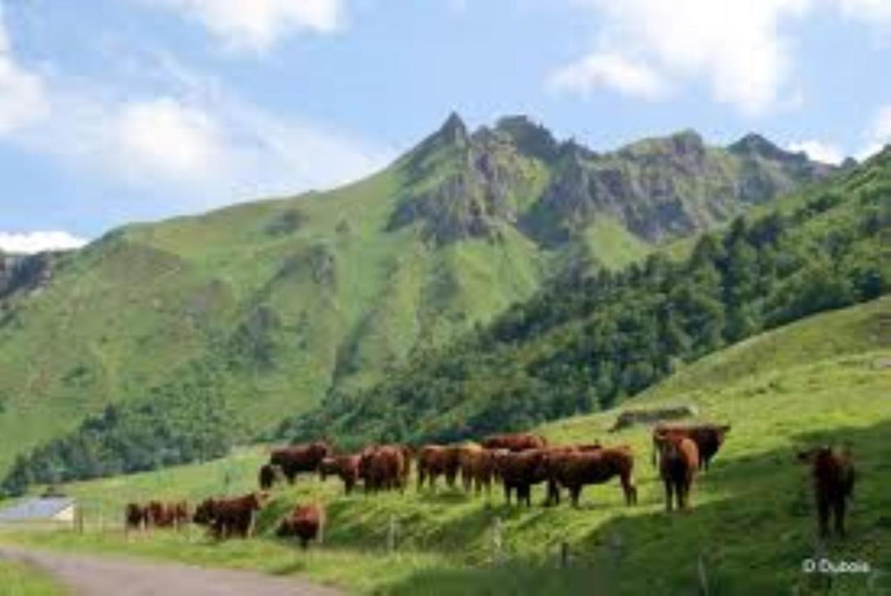 Tulipe, Appartement 5 Personnes, Entre Sancy Et Volcans D'Auvergne 奥尔西瓦勒 外观 照片